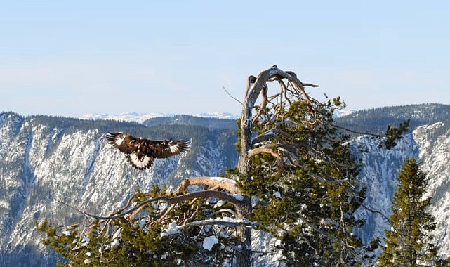 ‘Avrupa’nın Yabanî Tabiatı Özel’ 19 Mayıs ve 26 Mayıs Pazar 20.00’de National Geographic WILD Ekranlarında!