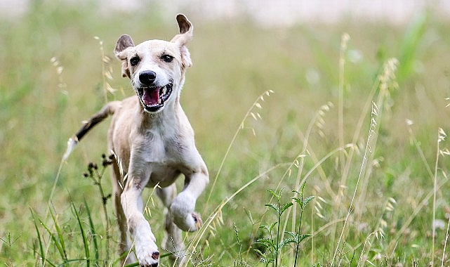 Antalya Büyükşehir Bakım Konutu’nda sokak hayvanları inançta