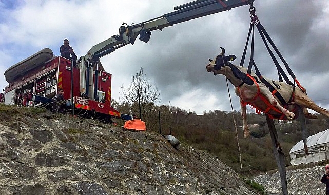 İstanbul Büyükşehir Belediyesi İtfaiye Dairesi Başkanlığı takımları, yılın birinci 5 ay ayında güç durumdaki 5 bin 965 hayvanı kurtardı