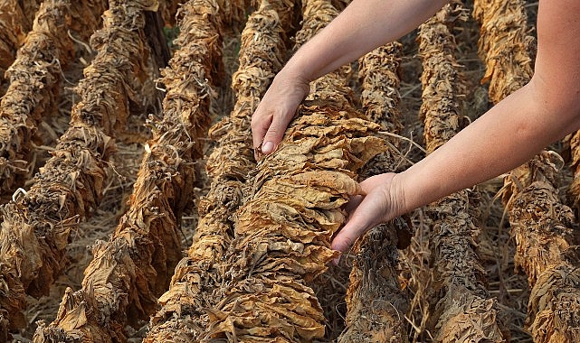 Tütün bölümü 6 ayda 451 milyon dolar ihracat gerçekleştirdi