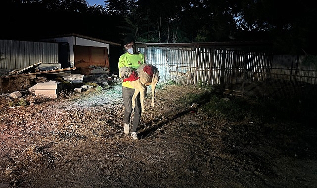 Yangın nedeniyle 335 hayvan müdafaa altına alındı Büyükşehir grupları can dostları yangından korudu