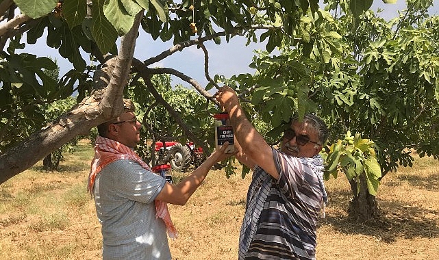 Büyükşehir Ödemiş’te 4 bin 500 ekşilik böceği tuzağı dağıttı İncirde ekşilik böceği ile doğal gayret