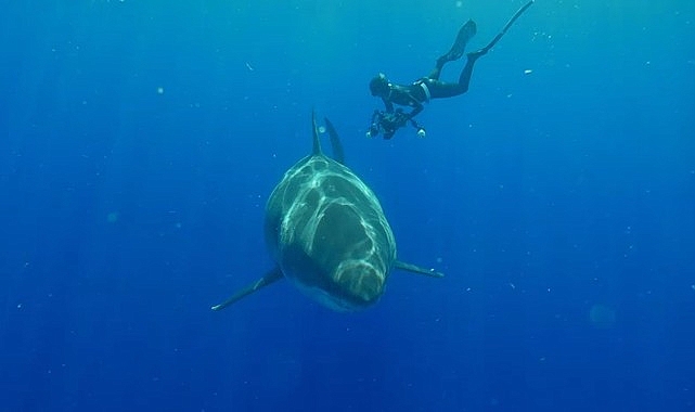 Köpekbalığı Görüntülerinin Gerisindeki Gerçekleri Ortaya Çıkaran ‘Popüler Köpekbalıkları’ 3 Ağustos Cumartesi 20.00’de National Geographic WILD Ekranlarında