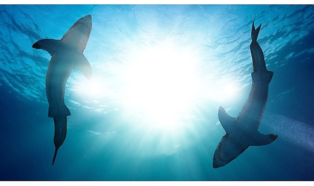 Köpekbalıklarının İnsanlara Neden Saldırdığını Araştıran ‘Köpekbalığı Atakları: 360 Derece’ 4 ve 11 Ağustos Pazar 20.00’de National Geographic WILD Ekranlarında