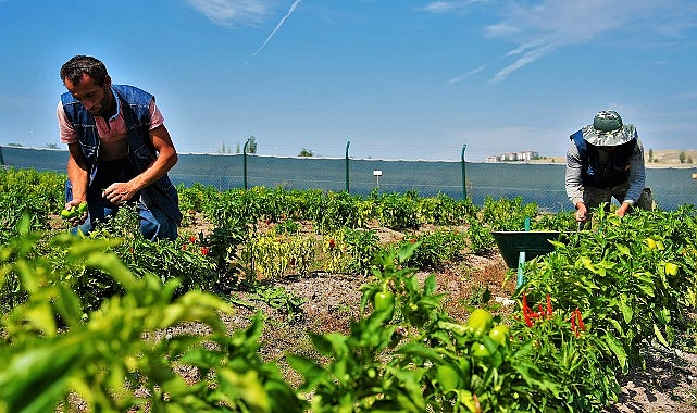 22 ton zerzevat ve meyve gereksinim sahibi ailelerin sofrasına ulaştı.