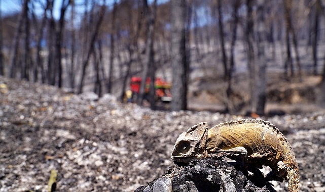 İzmir son 20 yılın en güçlü yazını geçirdi