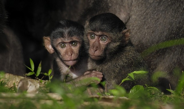 Tsunamiden Önemli Hasar Gören Nicobar Adalarının Değişimini anlatan ‘Nicobar Adaları: Bir Maymunun Öyküsü’ 14 Eylül Cumartesi Günü 21.00’de National Geographic WILD Ekranlarında!