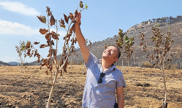 Yanan ormanlardan yüzleri gülümseten gelişme Yapraklar tekrar yeşermeye başladı
