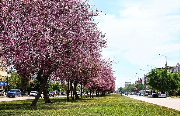Mevsimlik çiçekler şehri güzelleştiriyor