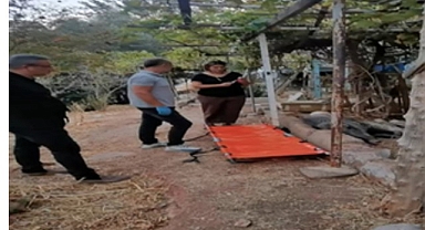 Ateşli silahla yaralanan domuz Doğal Yaşam Parkı’nda sağlığına kavuştu