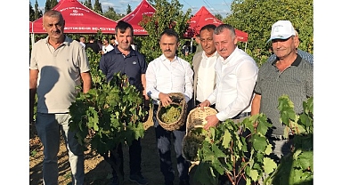 Başkan Büyükakın, İzmit’te üzüm hasadına katıldı