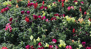 Antalya’da 4 milyon çiçek toprakla buluşuyor